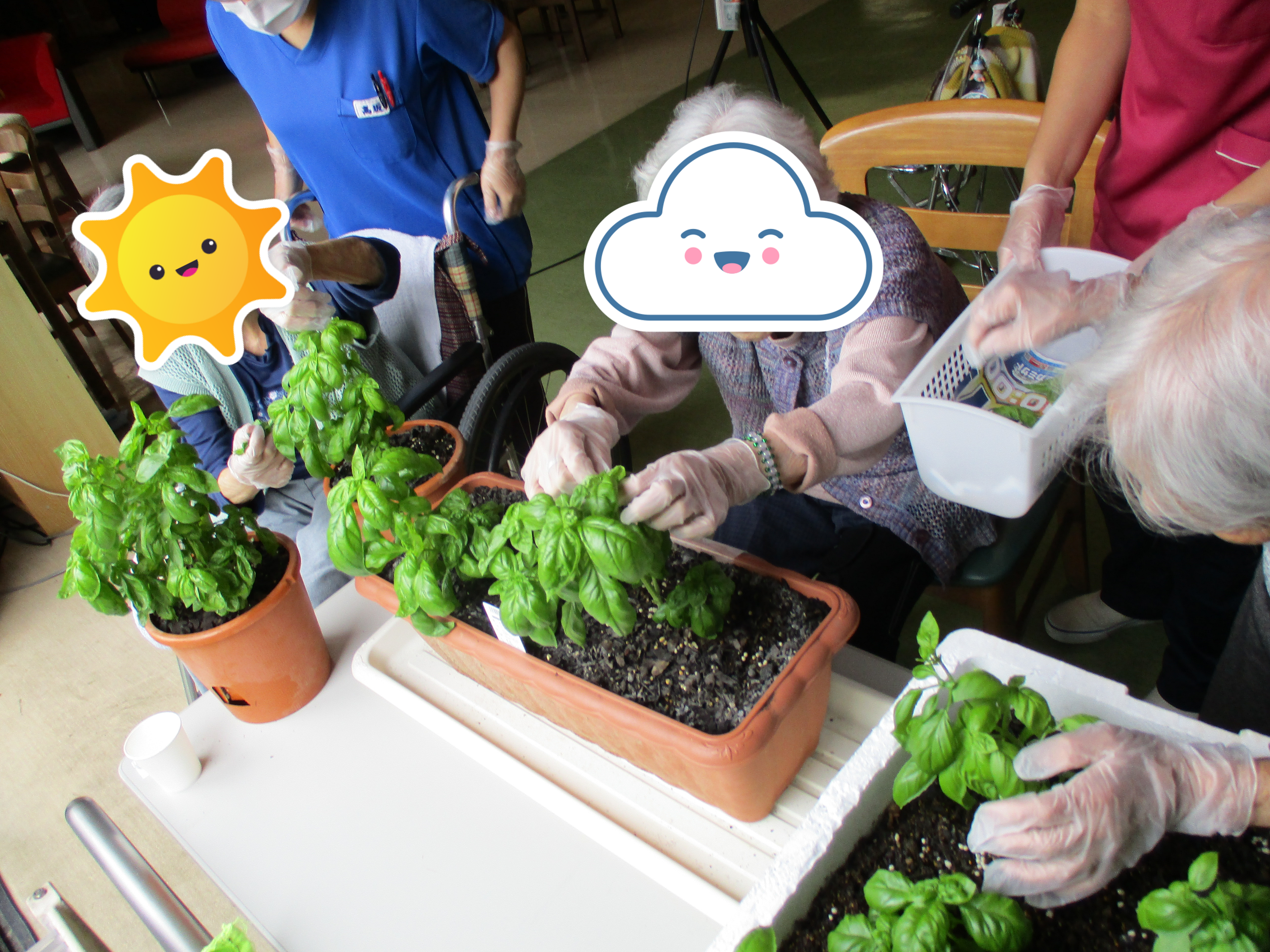 ④当日朝 バジル収穫.png